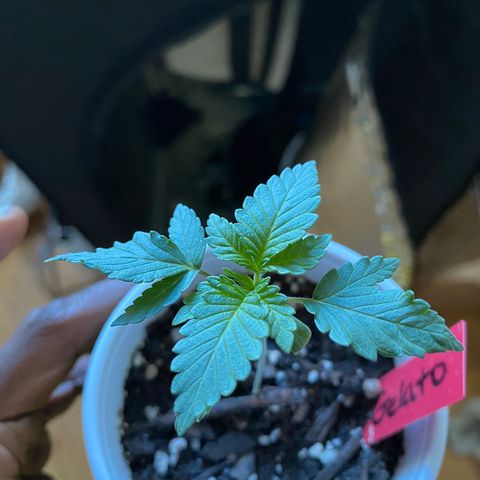 G13 growlog timeline photo