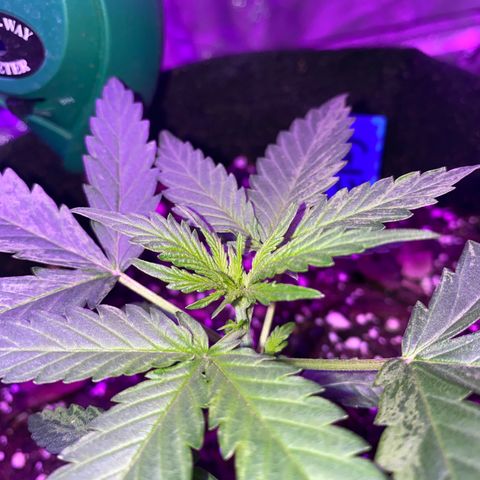 G13 growlog timeline photo
