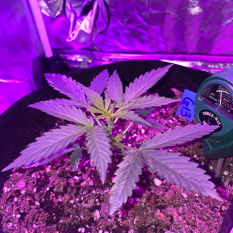 G13 growlog timeline photo
