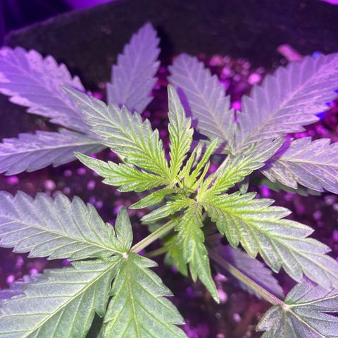 G13 growlog timeline photo