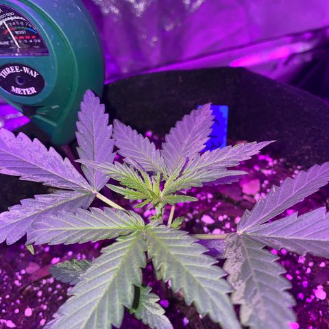 G13 growlog timeline photo