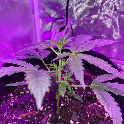 G13 growlog photo: Next node that appear will be topped. 
