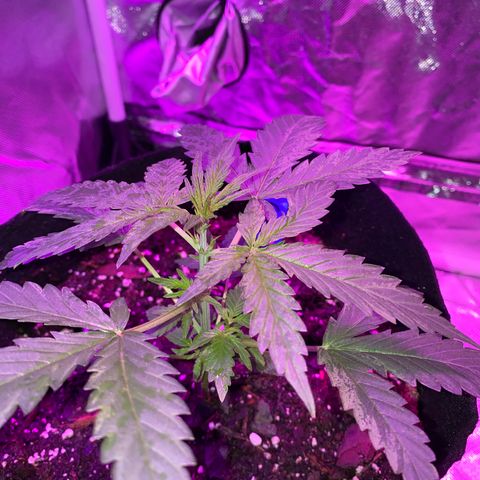 G13 growlog photo: Next node that appear will be topped. 