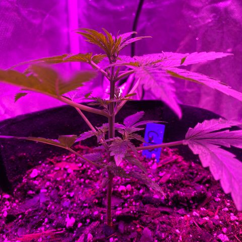 G13 growlog photo: Next node that appear will be topped. 
