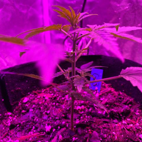 G13 growlog photo: Next node that appear will be topped. 