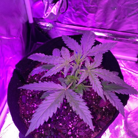 G13 growlog photo: Next node that appear will be topped. 