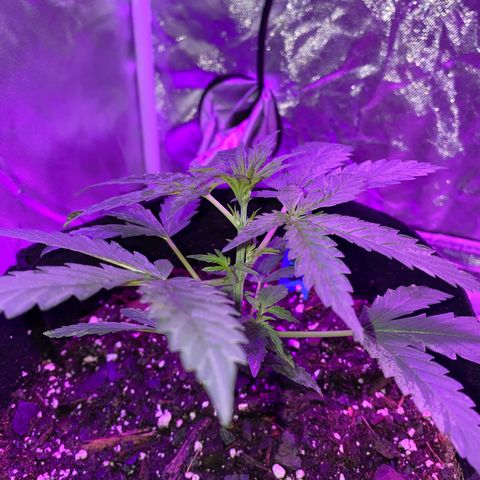 G13 growlog photo: Next node that appear will be topped. 