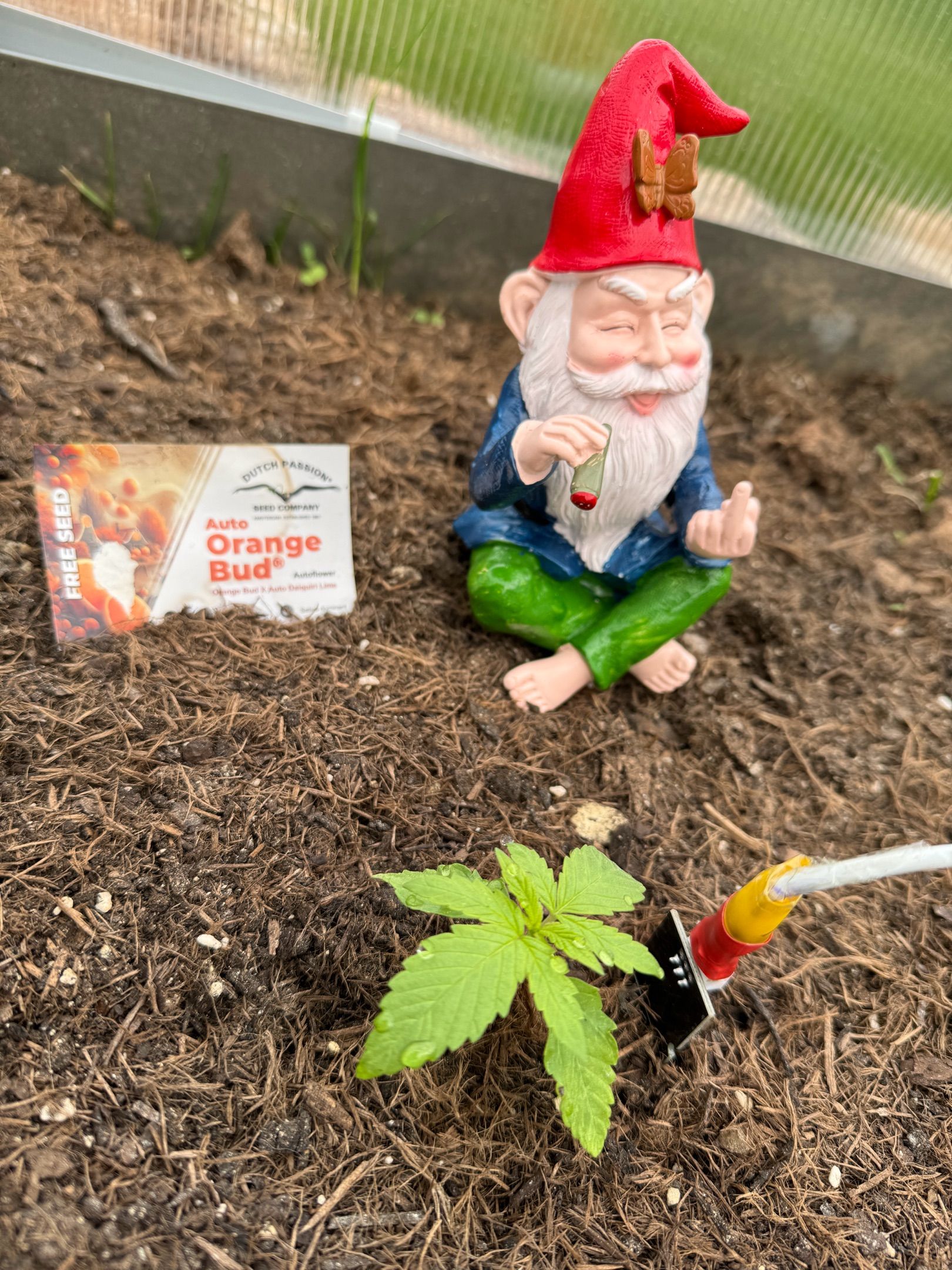 #1 Auto Orange Bud growlog header