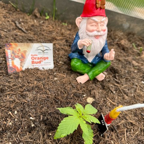 #1 Auto Orange Bud growlog photo