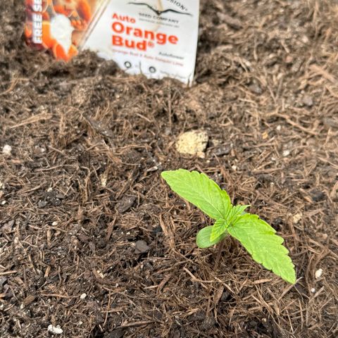#1 Auto Orange Bud growlog photo