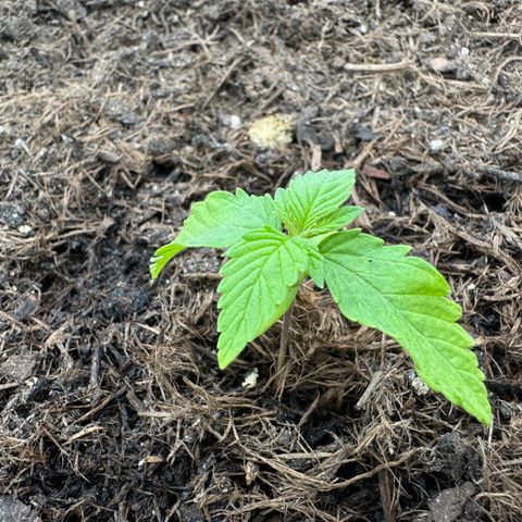 #1 Auto Orange Bud growlog photo: Mehrere Tage 