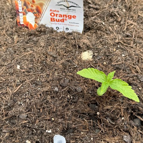 #1 Auto Orange Bud growlog photo: Mehrere Tage 