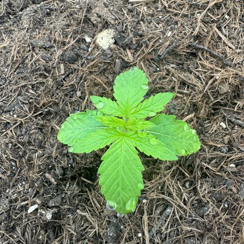 #1 Auto Orange Bud growlog photo: Mehrere Tage 