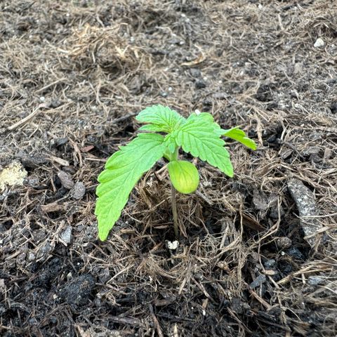 #1 Auto Orange Bud growlog photo: Mehrere Tage 