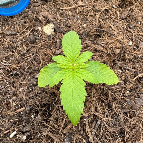 #1 Auto Orange Bud growlog photo: Mehrere Tage 