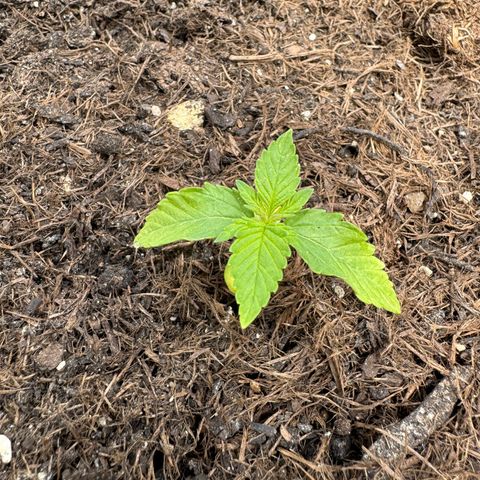 #1 Auto Orange Bud growlog photo: Mehrere Tage 