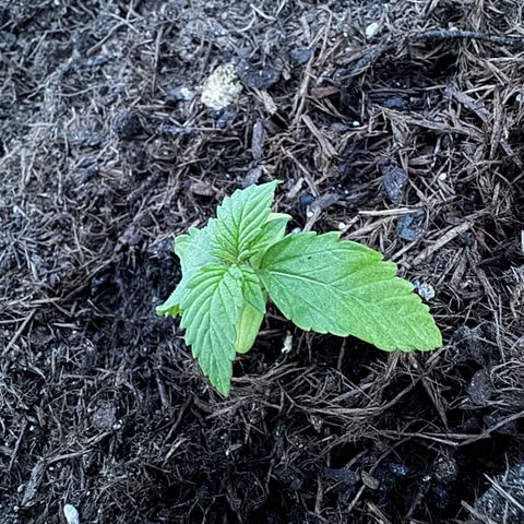 #1 Auto Orange Bud growlog photo: Mehrere Tage 