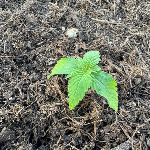 #1 Auto Orange Bud growlog photo: Mehrere Tage 