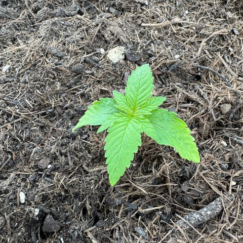 #1 Auto Orange Bud growlog photo: Mehrere Tage 