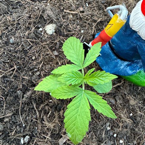 #1 Auto Orange Bud growlog photo: Mehrere tage