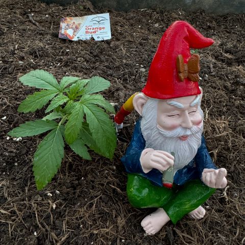 #1 Auto Orange Bud growlog photo: Mehrere tage