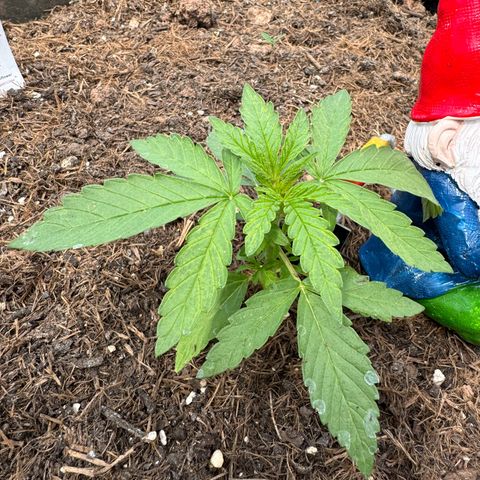 #1 Auto Orange Bud growlog photo: Mehrere tage