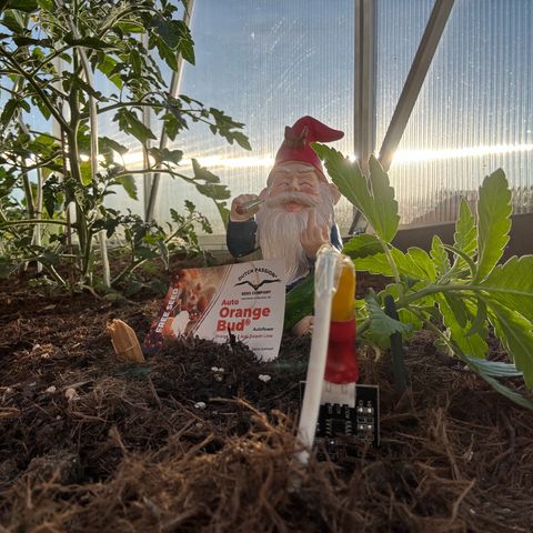 #1 Auto Orange Bud growlog photo: Mehrere tage