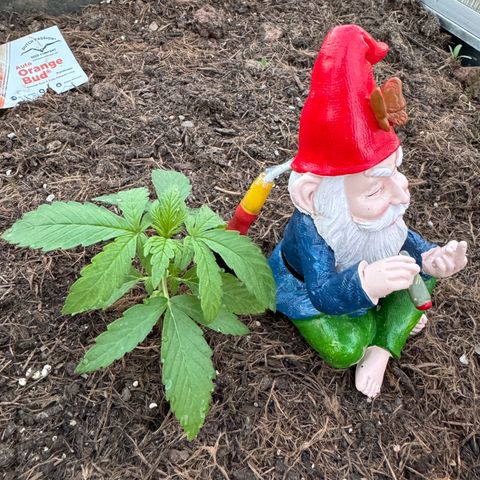 #1 Auto Orange Bud growlog photo: Mehrere tage