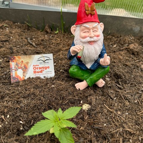 #1 Auto Orange Bud growlog photo: Mehrere tage