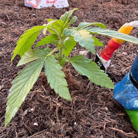 #1 Auto Orange Bud growlog photo: Mehrere tage