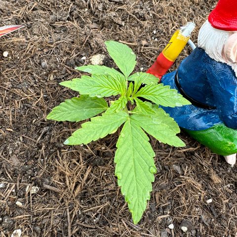 #1 Auto Orange Bud growlog photo: Mehrere tage