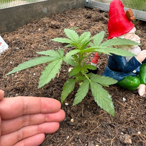 #1 Auto Orange Bud growlog photo