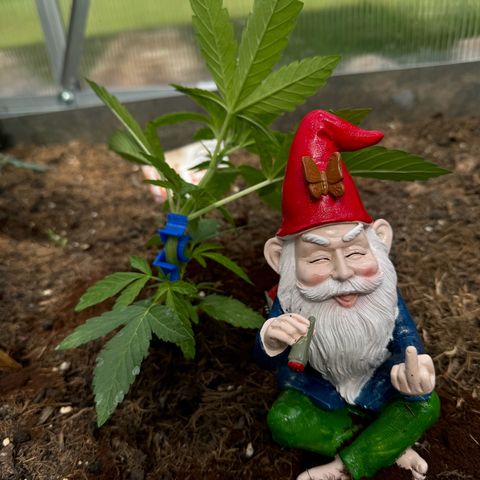 #1 Auto Orange Bud growlog photo