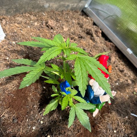 #1 Auto Orange Bud growlog photo: Mehrere Tage 