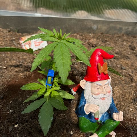 #1 Auto Orange Bud growlog photo: Mehrere Tage 