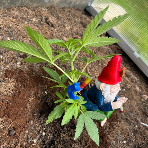 #1 Auto Orange Bud growlog photo: Mehrere Tage 