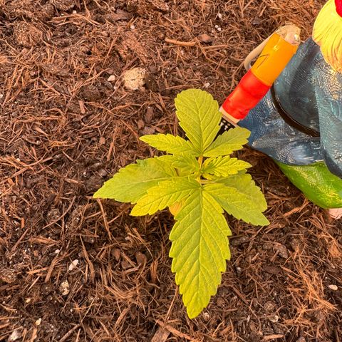 #1 Auto Orange Bud growlog photo: Mehrere tage