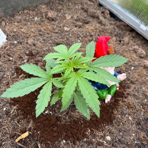 #1 Auto Orange Bud growlog photo: Mehrere Tage 