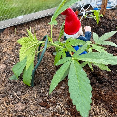 #1 Auto Orange Bud growlog photo: LST