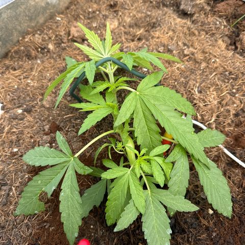 #1 Auto Orange Bud growlog timeline photo