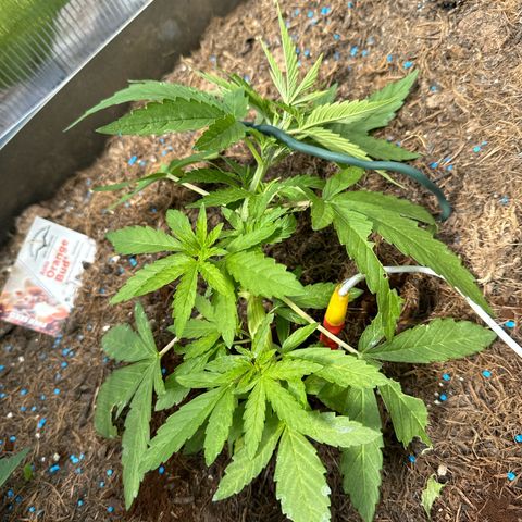 #1 Auto Orange Bud growlog timeline photo