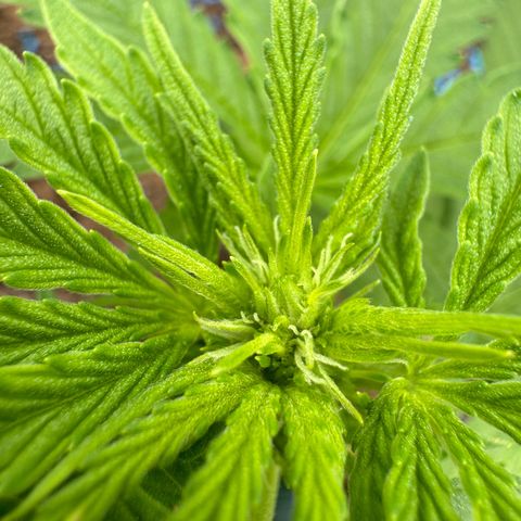 #1 Auto Orange Bud growlog timeline photo