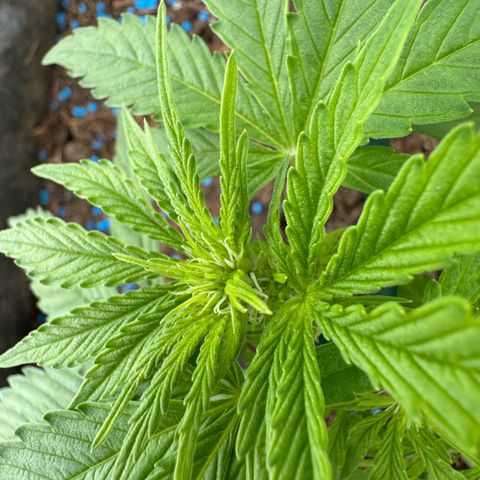 #1 Auto Orange Bud growlog timeline photo