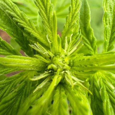 #1 Auto Orange Bud growlog timeline photo