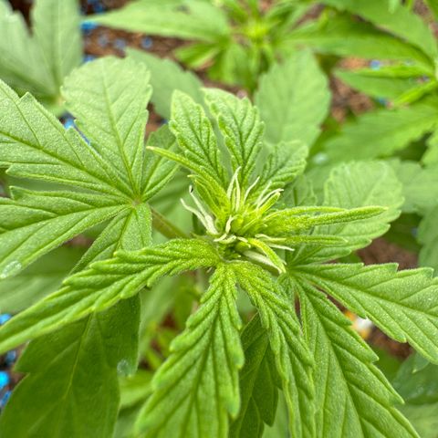 #1 Auto Orange Bud growlog timeline photo