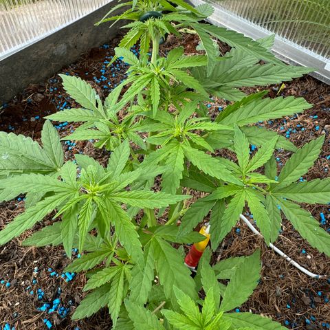 #1 Auto Orange Bud growlog timeline photo