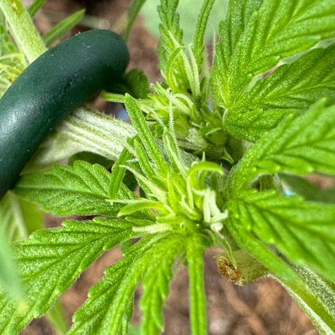 #1 Auto Orange Bud growlog timeline photo