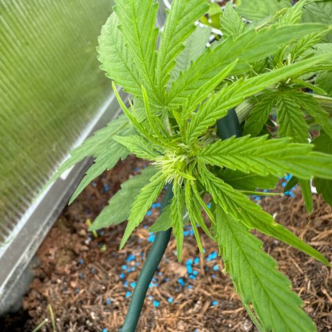 #1 Auto Orange Bud growlog timeline photo