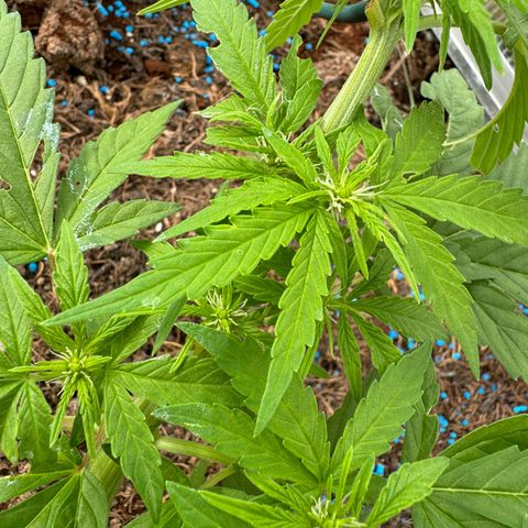 #1 Auto Orange Bud growlog timeline photo