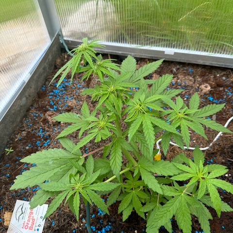 #1 Auto Orange Bud growlog timeline photo